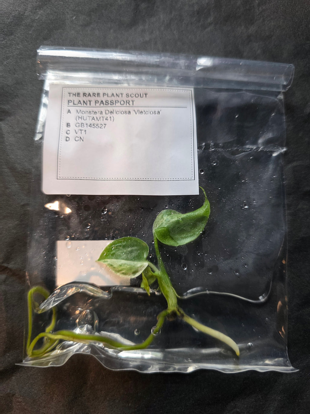 Monstera-Vietciosa-VT1