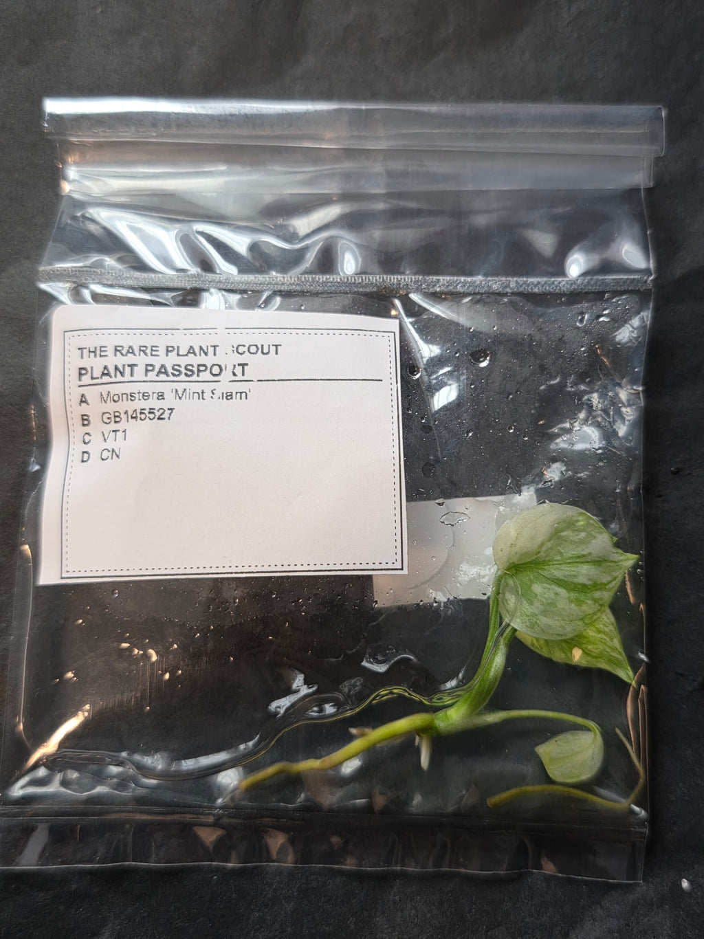 Monstera-MintSiam-VT1