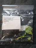 Monstera-MintSiam-VT1