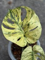 Monstera-MintSiam-Mother
