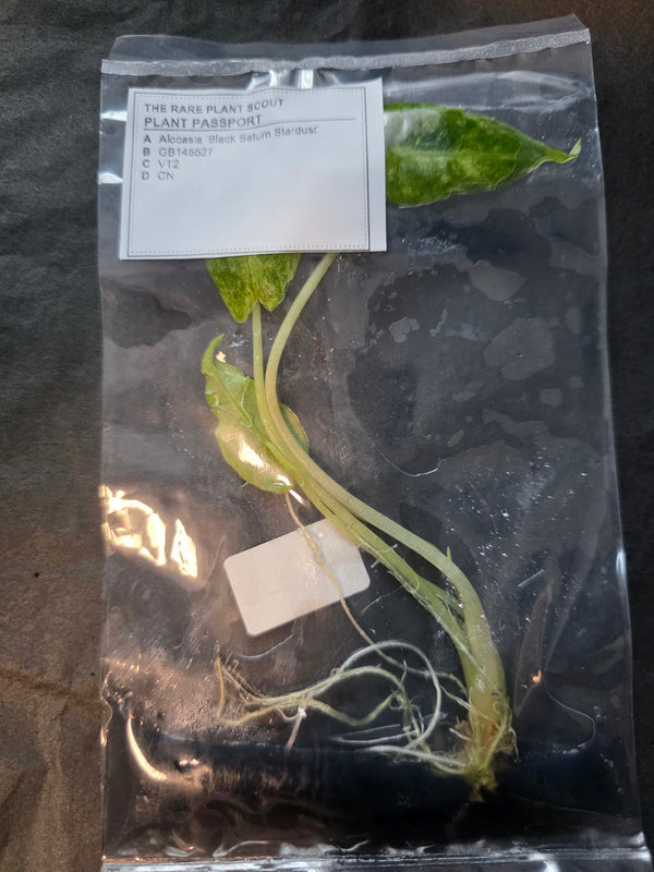 Alocasia Black Saturn Stardust