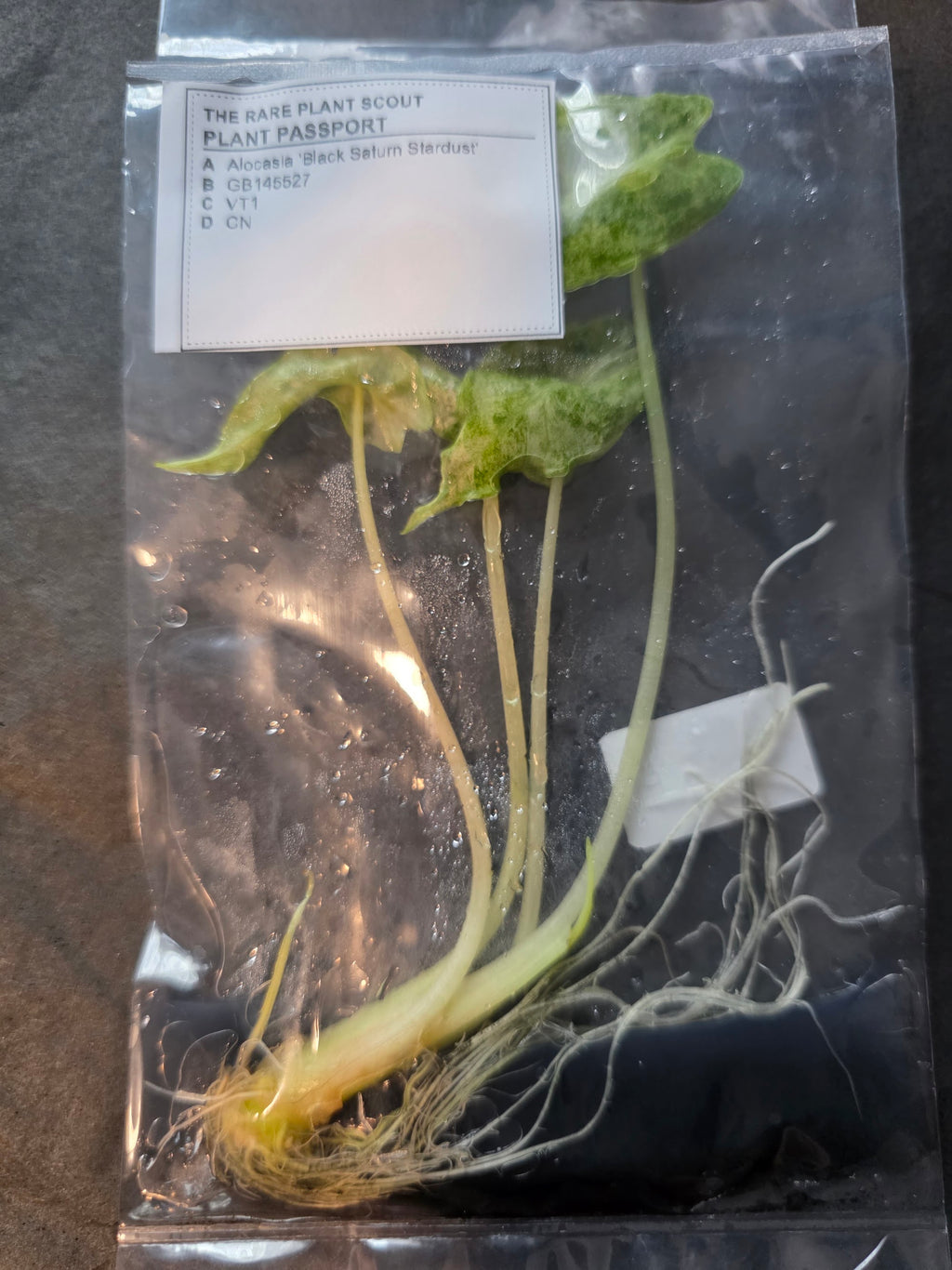 Alocasia-VT1