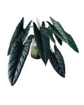Alocasia Scalprum 🇻🇳