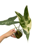 Alocasia Longiloba Variegated 🇻🇳