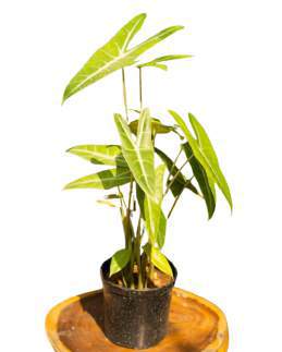 Alocasia Longiloba 🇻🇳