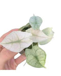 Alocasia Polly Pink Mint 🇻🇳