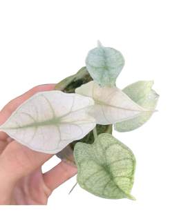 Alocasia Polly Pink Mint 🇻🇳