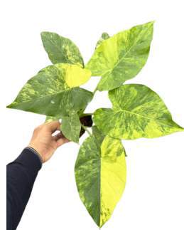 Alocasia Gageana Aurea 🇻🇳