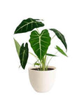 Alocasia Frydex 🇻🇳