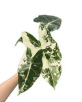 Alocasia Frydex Variegated 🇻🇳