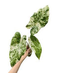 Alocasia Odora Batik 🇻🇳