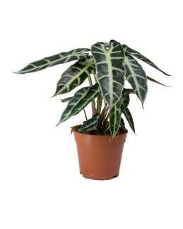 Alocasia Bambino 🇻🇳