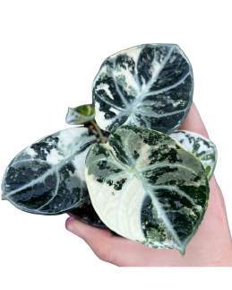 Alocasia White Lava 🇻🇳