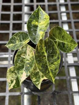 Alocasia Sedenii Aurea 🇻🇳