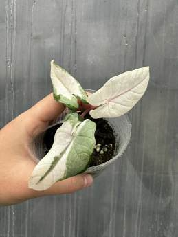 Alocasia Scalprum Variegated Albo 'HUTAAL29' 🇻🇳