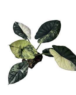 Alocasia Dragon Scale White Variegated 🇻🇳