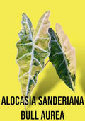 Alocasia Sanderiana Bull Variegated Yellow 🇻🇳