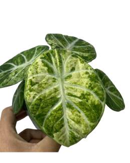 Alocasia Ninja Tricolor 🇻🇳