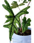 Alocasia Jacklyn 🇻🇳