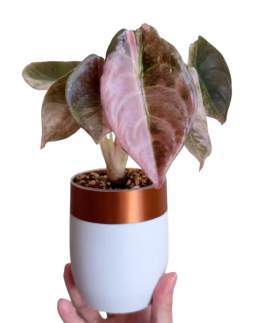 Alocasia Cupera Pink Mint 🇻🇳