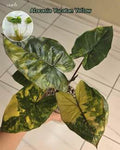 Alocasia Yucatan Yellow 🇻🇳