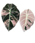 Alocasia Black Velvet Pink 🇻🇳