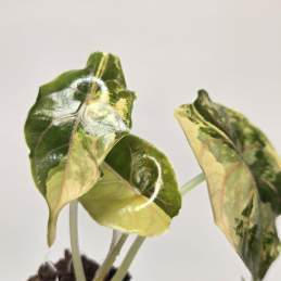 Alocasia Azlanii Gold 🇻🇳