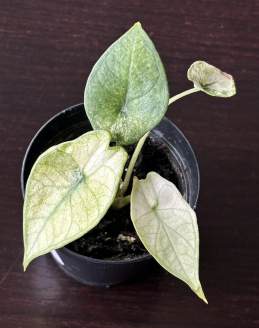 Alocasia Scalprum Mint 🇻🇳