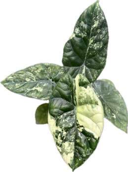 Alocasia Sinuata Albo 🇻🇳