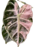 Alocasia Balloon Heart Pink Variegated 🇻🇳