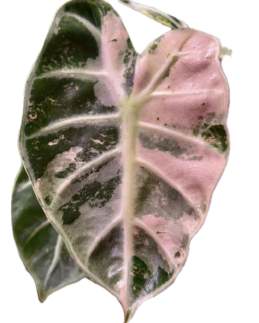 Alocasia Balloon Heart Pink Variegated 🇻🇳