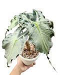 Alocasia Venom 🇻🇳