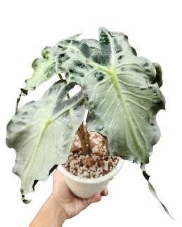 Alocasia Venom 🇻🇳
