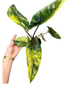 Alocasia Scalprum Aurea 🇻🇳