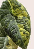Alocasia Maharani Yellow 🇻🇳