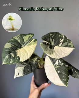 Alocasia Maharani Albo 🇻🇳