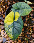 Alocasia Melo Aurea 🇻🇳