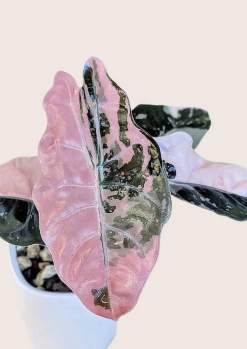 Alocasia Chantrieri Pink 🇻🇳