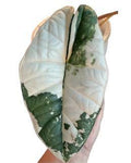Alocasia Bisma Albo 🇻🇳