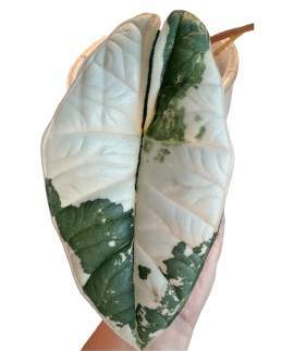 Alocasia Bisma Albo 🇻🇳
