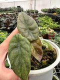 Alocasia Cupera Spider 🇻🇳