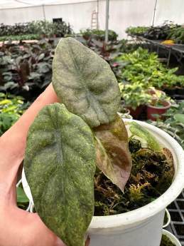 Alocasia Cupera Spider 🇻🇳