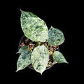 Alocasia Dragon Scale Mint 🇻🇳
