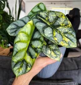 Alocasia Silver Dragon Aurea 🇻🇳
