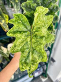 Alocasia Jacklyn Mystic 🇻🇳