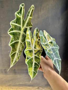 Alocasia Sanderiana Psedou Yellow 🇻🇳