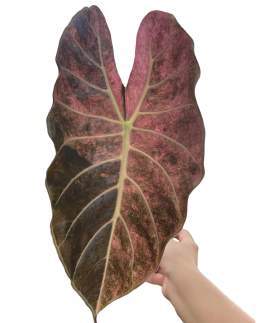 Alocasia Black Saturn Stardust 🇻🇳