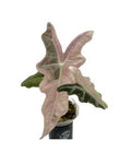 Alocasia Nobilis Pink 🇻🇳