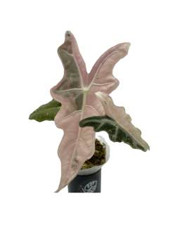 Alocasia Nobilis Pink 🇻🇳