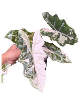 Alocasia Sanderiana Pseudo Pink 🇻🇳
